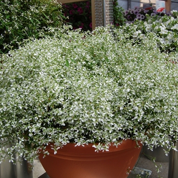 Euphorbia hypericifolia 'Star Dust White Sparkle'