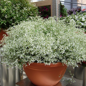 Euphorbia hypericifolia 'Star Dust White Sparkle' (041383)