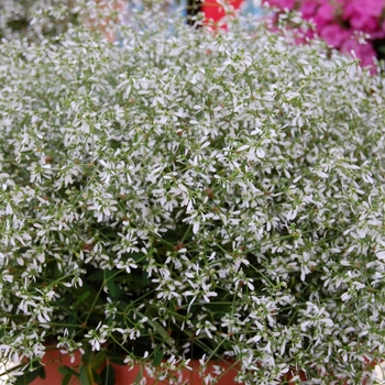 Euphorbia hypericifolia 'Star Dust White Sparkle' (041384)
