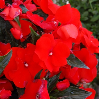 Impatiens hawkeri 'Magnum Fire' 