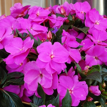 Impatiens hawkeri 'Magnum Lavender'