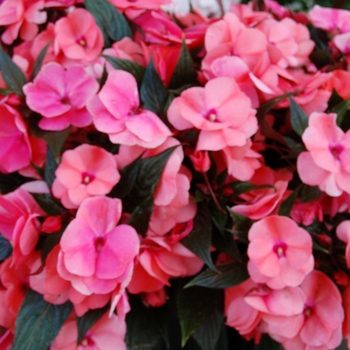 Impatiens hawkeri 'Magnum Salmon'