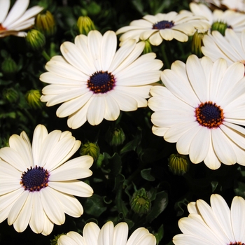 Osteospermum Summertime® 'Creme'