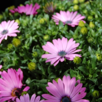 Osteospermum Summertime® 'Hot Pink'