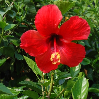 Hibiscus rosa-sinensis 'President's' 