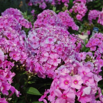 Phlox paniculata 'Eva Cullum' 