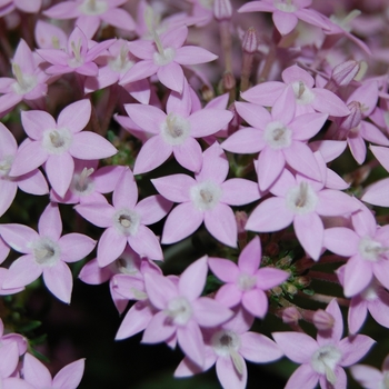 Pentas lanceolata 'Lavender' 