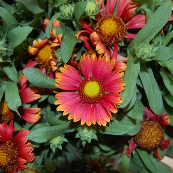 Gaillardia 'Arizona Red Shades'