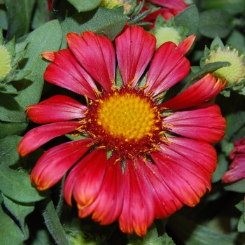 Gaillardia 'Arizona Red Shades' 