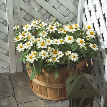 Zinnia Profusion White