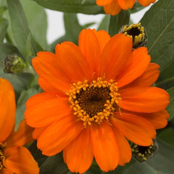 Zinnia 'Orange' 