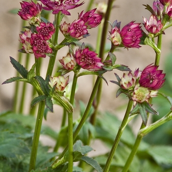 Astrantia major 'Abbey Road'