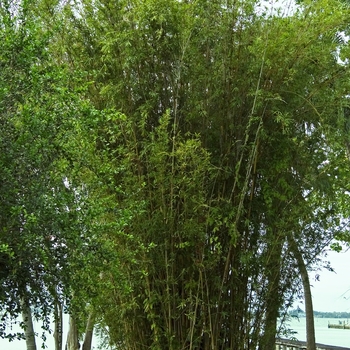 Bambusa glaucescens 'Alphonse Karr' 
