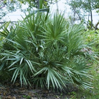 Serenoa repens 