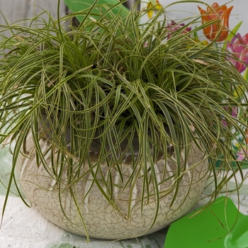 Carex caryophyllea 'Beatlemania' 