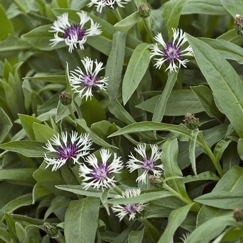 Centaurea montana 'Amethyst in Snow' 