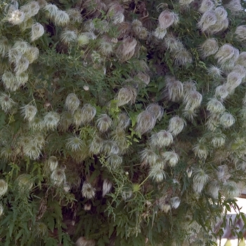 Clematis 'Helios' 