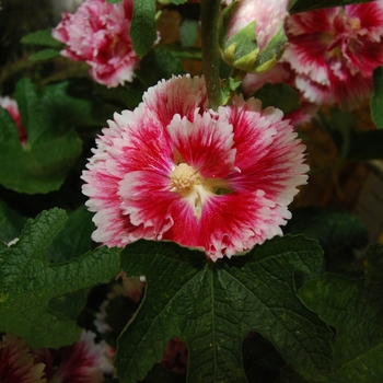 Alcea rosea 'Fiesta Time' 