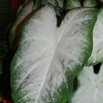 Caladium x hortulanum 'Aaron' 