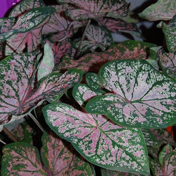 Caladium x hortulanum 'Florida Elise'