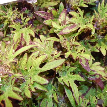 Coleus 'Witch Doctor' 