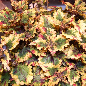 Coleus 'Eruption' 