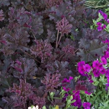 Heuchera 'Crimson Curls' 13,729