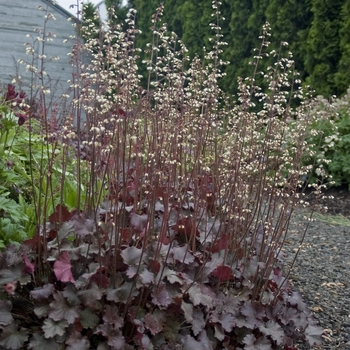 Heuchera 'Starry Night' 16076