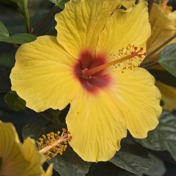 Hibiscus rosa-sinensis 'Sunny Wind' 