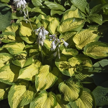 Hosta 'Cadillac' 