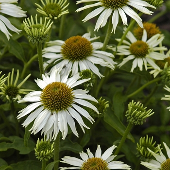 Echinacea purpurea 'Kim's Mophead' 