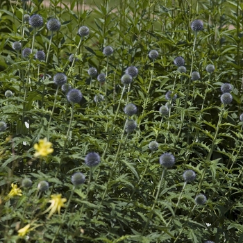 Echinops ritro