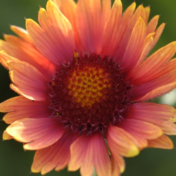 Gaillardia 'Tokajer'