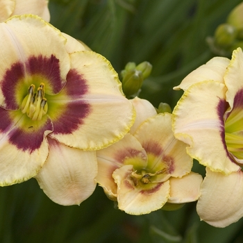 Hemerocallis 'Custard Candy' 