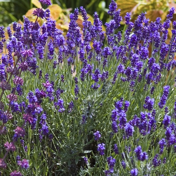 Lavandula angustifolia 'Hidcote'