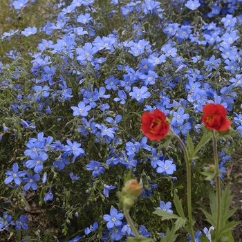 Linum perenne 