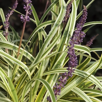 Liriope muscari 'Silvery Sunproof' 