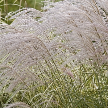 Miscanthus sinensis 'Undine'