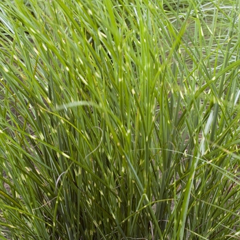 Miscanthus sinensis 'Border Bandit' 