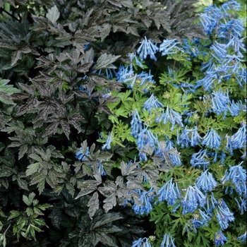 Corydalis sempervirens