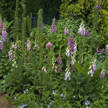 Digitalis purpurea