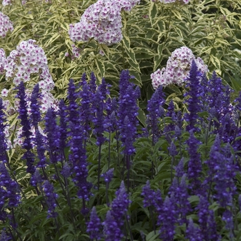 Phlox paniculata 'Norah Leigh' 