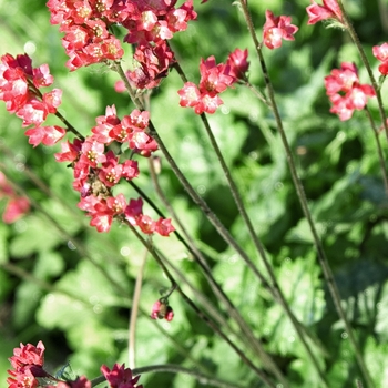 Heuchera 'Strawberry Candy' 12195