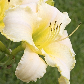 Hemerocallis 'August Frost' 