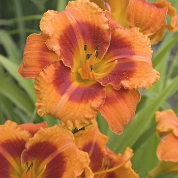 Hemerocallis 'Tigger' 