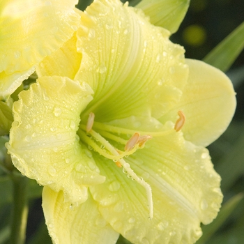 Hemerocallis 'Irish Envy'