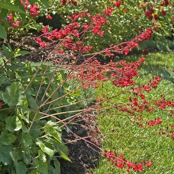 Heuchera sanguinea