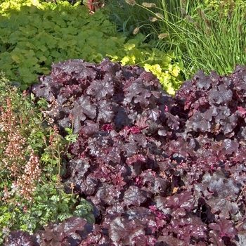 Heuchera 'Licorice' PP16942