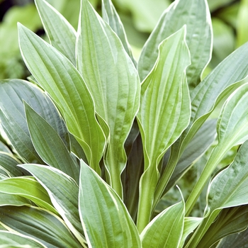 Hosta 'Dixie Chickadee' 