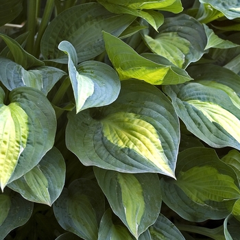 Hosta 'Kiwi Full Monty' 